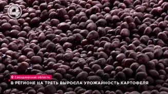 В регионе на треть выросла урожайность картофеля В регионе на треть выросла урожайность картофеля