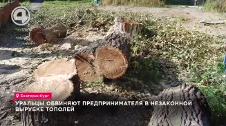 Уральцы обвиняют предпринимателя в незаконной вырубке тополей Уральцы обвиняют предпринимателя в незаконной вырубке тополей