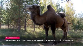 Верблюд на самовыгуле живёт в уральской глубинке Верблюд на самовыгуле живёт в уральской глубинке