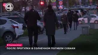 Обработали территорию: в Солнечном после прогулки погибли собаки Обработали территорию: в Солнечном после прогулки погибли собаки