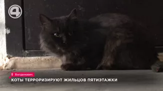 Коты терроризируют жильцов пятиэтажки Коты терроризируют жильцов пятиэтажки