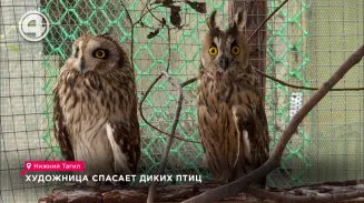 Художница спасает диких птиц Художница спасает диких птиц