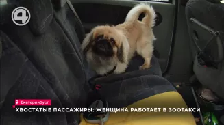 Хвостатые пассажиры: женщина работает в зоотакси Хвостатые пассажиры: женщина работает в зоотакси