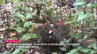 В Кировграде будут судить мужчину, который организовал незаконную рубку деревьев В Кировграде будут судить мужчину, который организовал незаконную рубку деревьев