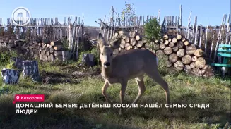 Детёныш косули обрёл семью среди людей Детёныш косули обрёл семью среди людей