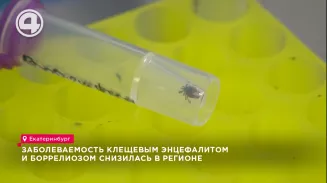 В Свердловской области клещи стали меньше кусаться В Свердловской области клещи стали меньше кусаться