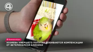 В гибели питомца хозяева двухмесячного попугайчика обвиняют орнитолога В гибели питомца хозяева двухмесячного попугайчика обвиняют орнитолога