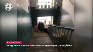 Бездомные терроризируют жильцов дома на Машинной Бездомные терроризируют жильцов дома на Машинной