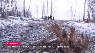 Отстоять любимый лес от вырубки надеются жители села Ленёвское