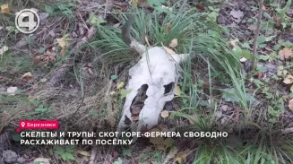 Скелеты и трупы: скот горе-фермера свободно расхаживает по посёлку Скелеты и трупы: скот горе-фермера свободно расхаживает по посёлку