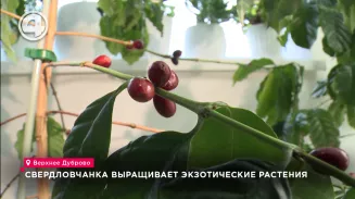 Свердловчанка выращивает экзотические растения Свердловчанка выращивает экзотические растения