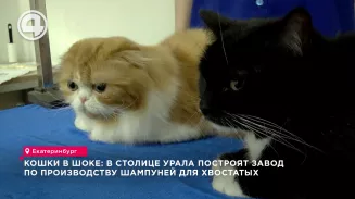 Кошки в шоке: в столице Урала построят завод по производству шампуней для хвостатых