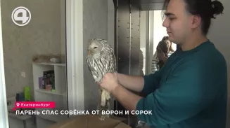 Парень спас совёнка от ворон и сорок