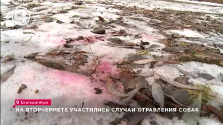 На Вторчермете участились случаи отравления собак На Вторчермете участились случаи отравления собак