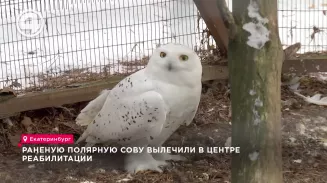 Раненую полярную сову вылечили в центре реабилитации Раненую полярную сову вылечили в центре реабилитации