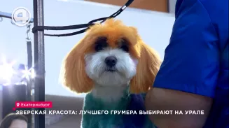 Зверская красота: лучшего грумера выбирают на Урале Зверская красота: лучшего грумера выбирают на Урале