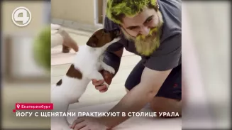 "Собака мордой вниз" – больше не просто асана: йога со щенками набирает популярность в столице Урала "Собака мордой вниз" – больше не просто асана: йога со щенками набирает популярность в столице Урала