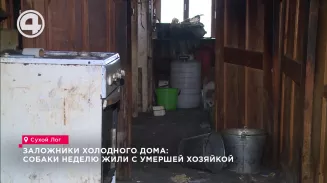 В Сухом Логу собаки около недели жили с телом умершей хозяйки В Сухом Логу собаки около недели жили с телом умершей хозяйки