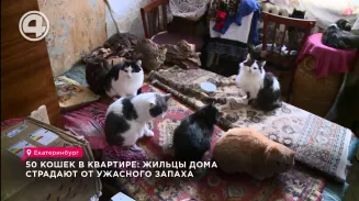 50 хвостатых питомцев екатеринбургской пенсионерки привели к конфликтам с соседями 50 хвостатых питомцев екатеринбургской пенсионерки привели к конфликтам с соседями