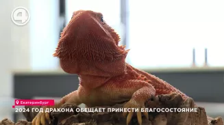 2024 год дракона обещает принести благосостояние