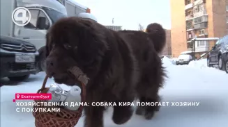 Хозяйственная дама: собака Кира помогает хозяину с покупками