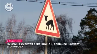 Мужчина судится с женщиной, сбившей насмерть его корову Мужчина судится с женщиной, сбившей насмерть его корову