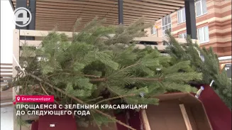 Прощаемся с зелёными красавицами до следующего года Прощаемся с зелёными красавицами до следующего года