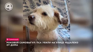 Роковой самовыгул: пса убили на улице недалеко от дома Роковой самовыгул: пса убили на улице недалеко от дома