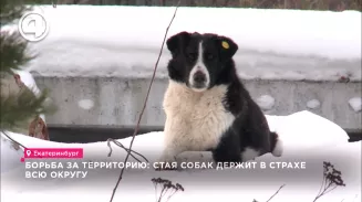 Борьба за территорию: стая собак держит в страхе всю округу Борьба за территорию: стая собак держит в страхе всю округу