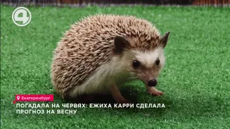 Ежиха Карри предсказала уральцам холодную весну Ежиха Карри предсказала уральцам холодную весну