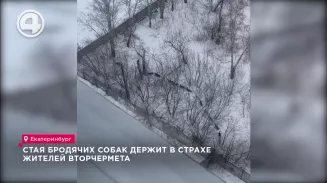 Стая бродячих собак держит в страхе жителей Вторчермета Стая бродячих собак держит в страхе жителей Вторчермета