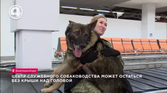 С собаками на выход: центр служебного собаководства может остаться без крыши над головой С собаками на выход: центр служебного собаководства может остаться без крыши над головой
