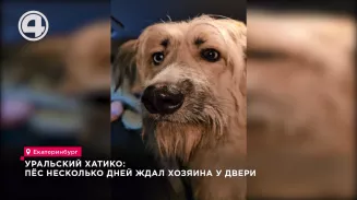 Уральский Хатико: хозяин пса ушёл на СВО, а питомец остался на улице Уральский Хатико: хозяин пса ушёл на СВО, а питомец остался на улице