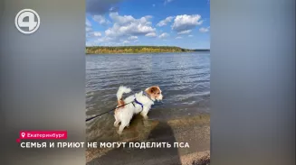 Семья и приют не могут поделить пса Семья и приют не могут поделить пса