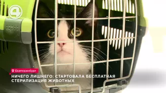 Ничего лишнего: стартовала бесплатная стерилизация животных Ничего лишнего: стартовала бесплатная стерилизация животных