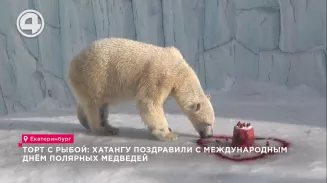 Торт с рыбой: Хатангу поздравили с Международным днём полярных медведей Торт с рыбой: Хатангу поздравили с Международным днём полярных медведей