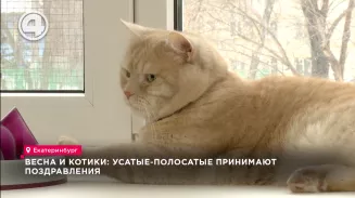 Весна и котики: усатые-полосатые принимают поздравления Весна и котики: усатые-полосатые принимают поздравления