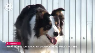 Хвостатые пастухи: на Урале собак учат пастьбе Хвостатые пастухи: на Урале собак учат пастьбе