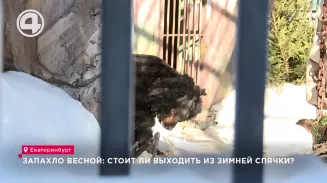 Запахло весной: стоит ли выходить из зимней спячки? Запахло весной: стоит ли выходить из зимней спячки?