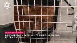 В Белоярском и Заречном ГО введён карантин по бешенству В Белоярском и Заречном ГО введён карантин по бешенству