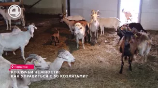 Козлячьи нежности: как управиться с 50 козлятами? Козлячьи нежности: как управиться с 50 козлятами?