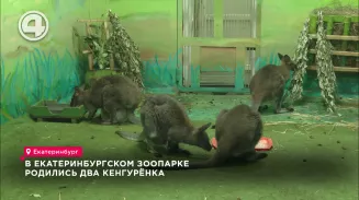 В Екатеринбургском зоопарке родились два кенгурёнка В Екатеринбургском зоопарке родились два кенгурёнка