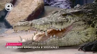 Кто кормит крокодила в зоопарке? Кто кормит крокодила в зоопарке?
