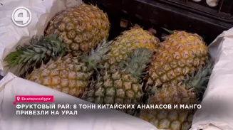 Фруктовый рай: 8 тонн китайских ананасов и манго привезли на Урал Фруктовый рай: 8 тонн китайских ананасов и манго привезли на Урал