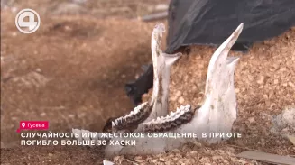 Случайность или жестокое обращение: в приюте погибло больше 30 хаски Случайность или жестокое обращение: в приюте погибло больше 30 хаски
