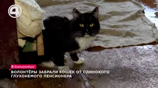Волонтёры забрали кошек от одинокого глухонемого пенсионера Волонтёры забрали кошек от одинокого глухонемого пенсионера
