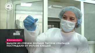 Вышли из спячки: больше тысячи уральцев пострадали от укусов клещей Вышли из спячки: больше тысячи уральцев пострадали от укусов клещей