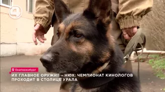 Их главное оружие – нюх: чемпионат кинологов проходит в столице Урала Их главное оружие – нюх: чемпионат кинологов проходит в столице Урала