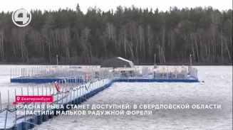 Красная рыба станет доступней: в Свердловской области вырастили мальков радужной форели Красная рыба станет доступней: в Свердловской области вырастили мальков радужной форели