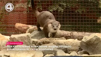 Показательное кормление выдры прошло в Екатеринбургском зоопарке Показательное кормление выдры прошло в Екатеринбургском зоопарке